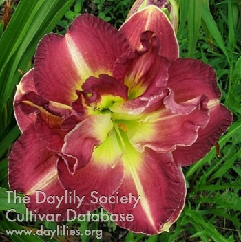 Daylily Lace and Promises